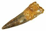 Fossil Spinosaurus Tooth - Real Dinosaur Tooth #286005-1